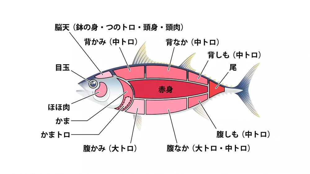 マグロの部位イラスト